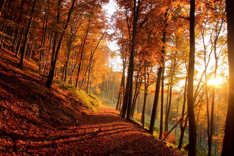 Autumn Forest
