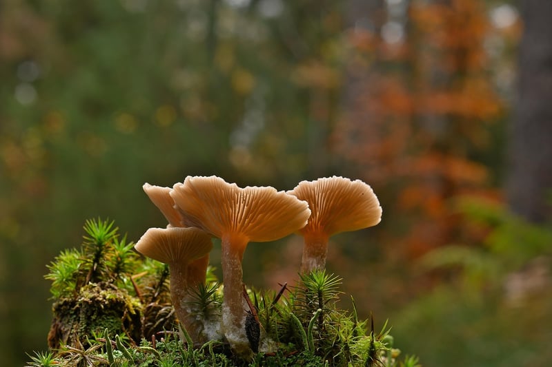 Forest-Inspired Cuisine