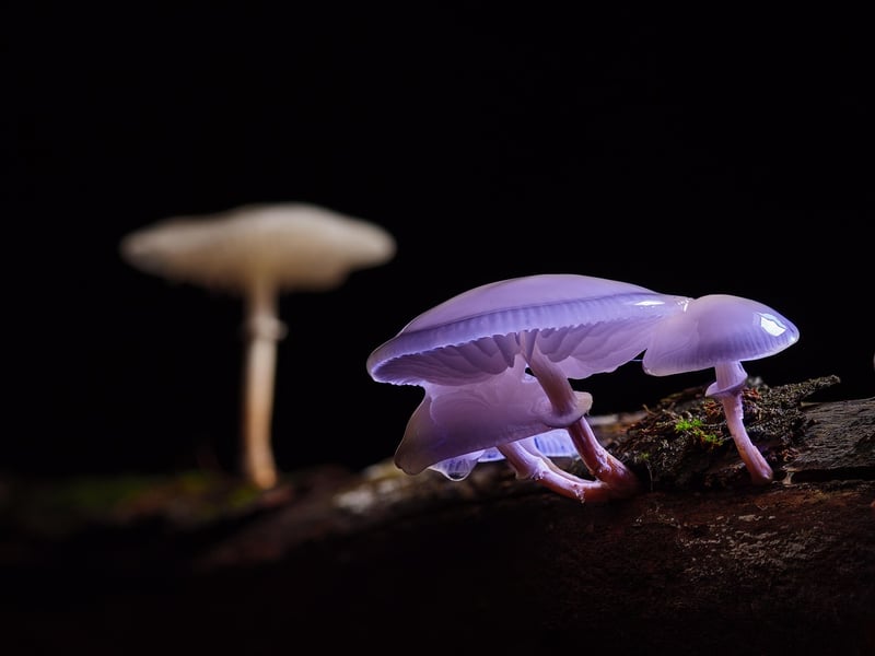 Forest-Inspired Cuisine