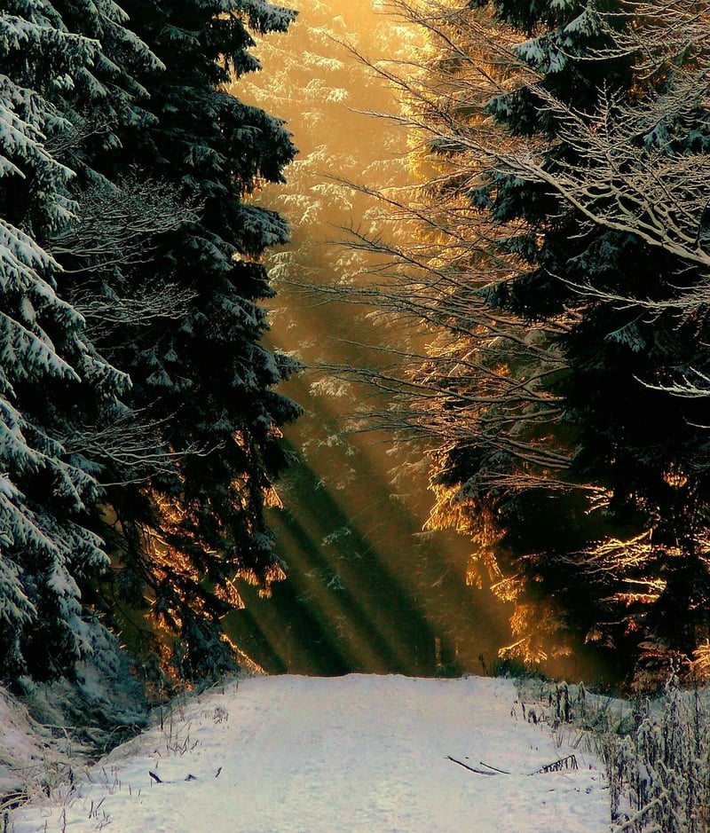 Sunbeams in Forest